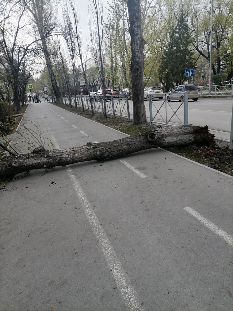 На Одесской штормовой ветер повалил дерево