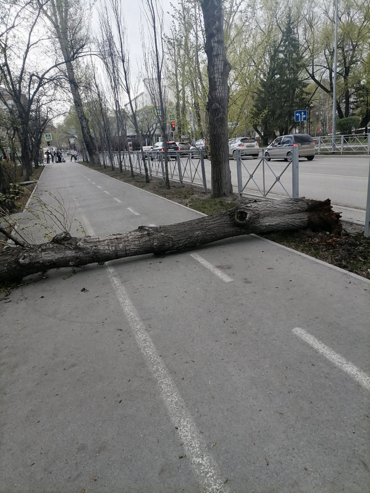 На Одесской штормовой ветер повалил дерево