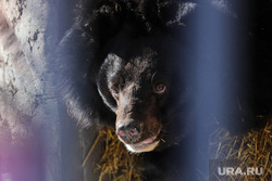 Пробуждение гималайский медведя Гая после зимней спячки в зоопарке. Екатеринбург, медведь, гай