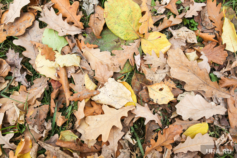 Осень. Тюмень, погода, желтые листья, опавшие листья, осень