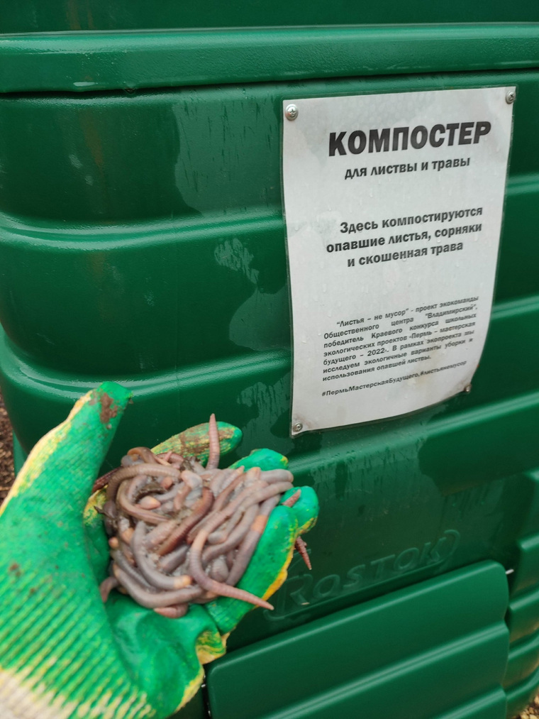 В контейнере для компоста черви обретают новую жизнь