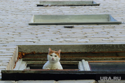 Виды Екатеринбурга, кот, домашние животные, домашний питомец, окно