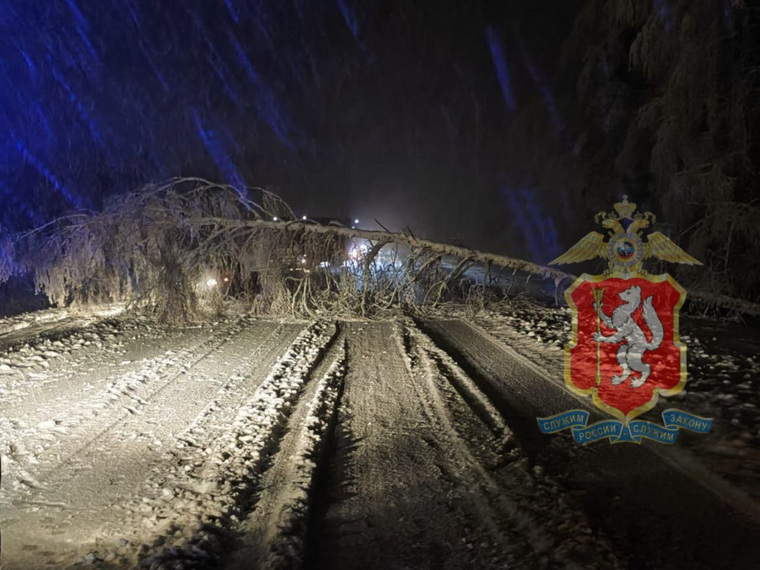 Упавшее из-за снега дерево на трассе Нижние Серги — Емелино