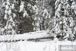 Пресс-тур в лесничество по заготовке новогодних елей. Свердловская область, Первоуральск, снег, зима, лес, упавшее дерево, природа, средний урал