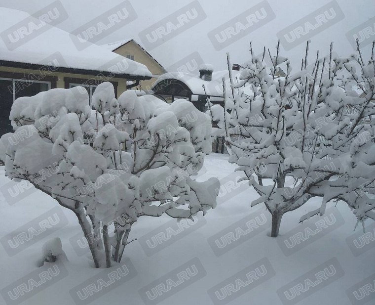 Количество снега на деревьях