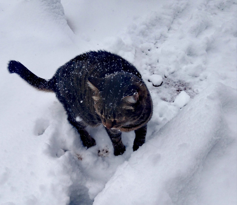 «Наша кошка впервые увидела снег. Она в шоке», Екатеринбург