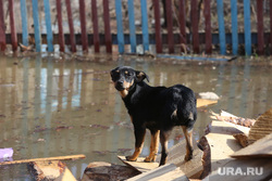 Плодопитомник, паводок, 20 апреля. Ишим, собака, половодье, чрезвычайная ситуация, чп, паводок, наводнение, потоп, стихийное бедствие, разлив
