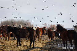 Золотая дорога. Деревня Дианово и Новодостовалово. Курган, лошади, птицы, табун, скотоводство