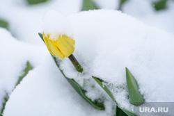 Майский снег (продолжение). Екатеринбург , тюльпаны, непогода, снегопад, цветы в снегу