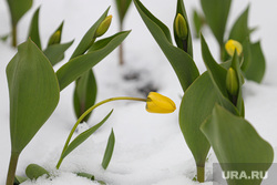 Майский снег. Екатеринбург, тюльпаны, цветы в снегу