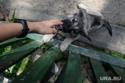Детский лагерь "Маяк" перед летней сменой. Свердловская область, Сысерть, собака, щенок, сторожевой пес, питомец, сторожевая собака, передержка, собачий приют
