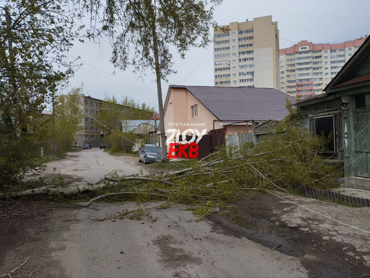 Еще одно дерево упало от ветра на улице Ляпустина