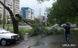 Ураган и ливень в Челябинске, 06.06.2014, сломанное дерево
