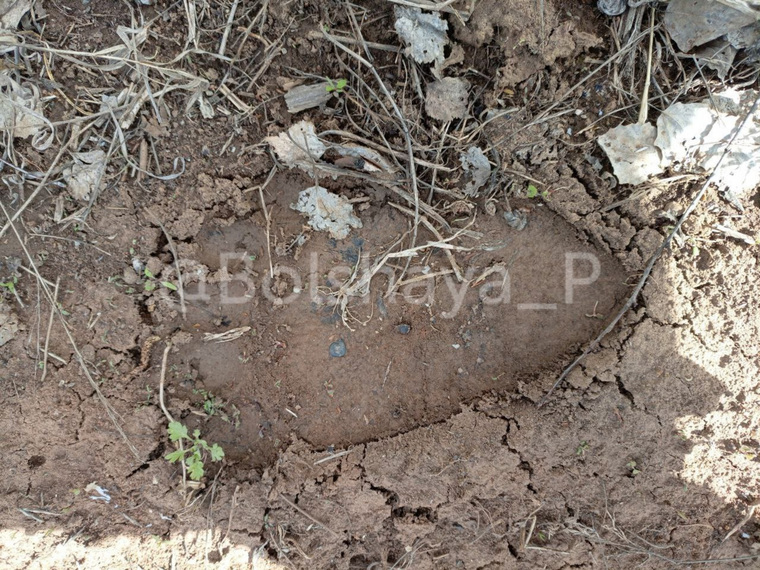 Следы дикого зверя заметил сотрудник "Лукойла"