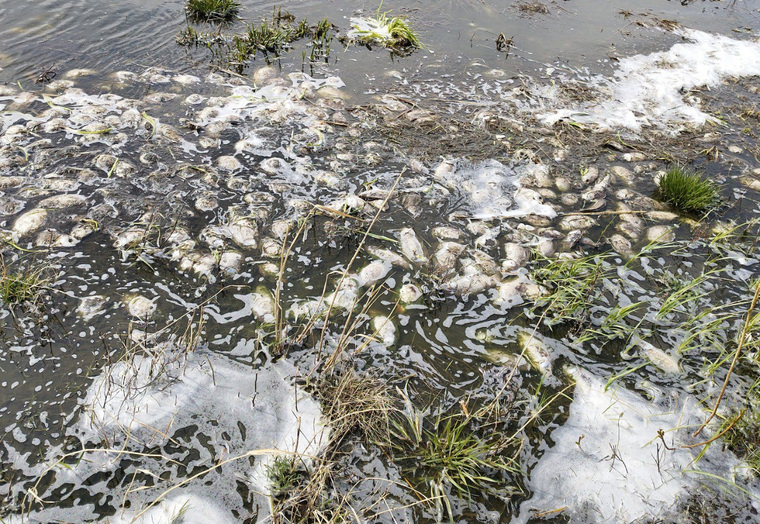 В Далматовском округе вода загрязняется из-за мертвых карасей
