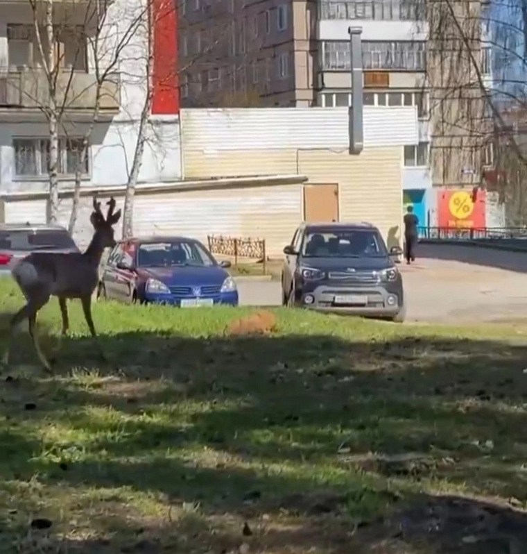 Косуля замечена в Чусовом