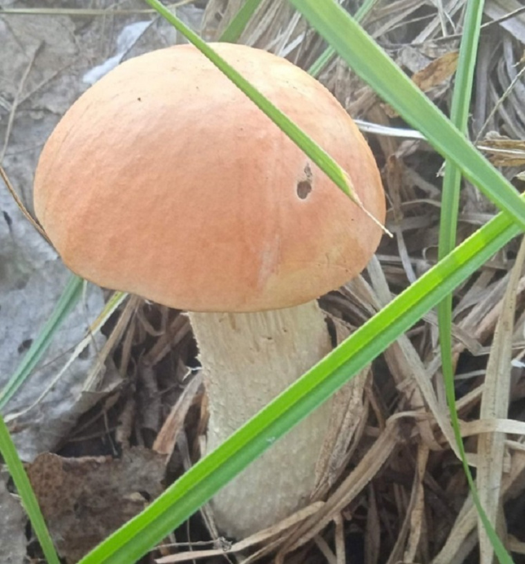 Недалеко от Кургана жители нашли грибы