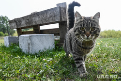 Клипарт, разное. Екатеринбург, кошка, кот