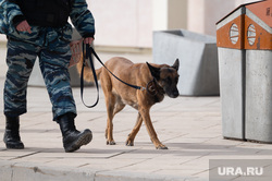 Обзорная по городу. Пермь , собака, зима, мвд, кинолог, полиция, правоохранительные органы, правоохранительная деятельность