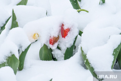 Майский снег (продолжение). Екатеринбург , тюльпаны, непогода, снегопад, цветы в снегу