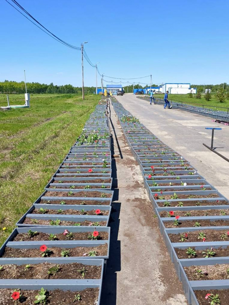 В Челябинске цветы будут располагаться на газонах, клумбах и вдоль дорог