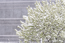 Майский снег. Екатеринбург , листва, непогода, снегопад, дерево