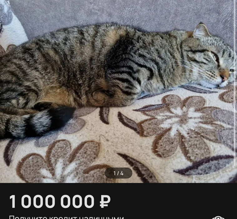 Кота продают за миллион рублей