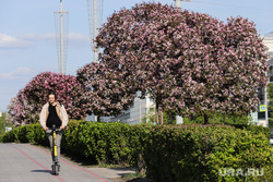 Цветущие деревья. Весна. Екатеринбург, весна, самокат, яблони, цветущие деревья