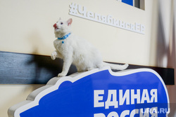 Илья Коломейский заявился на предварительное голосование (праймериз) «Единой России». Челябинск, единая россия, кот рося