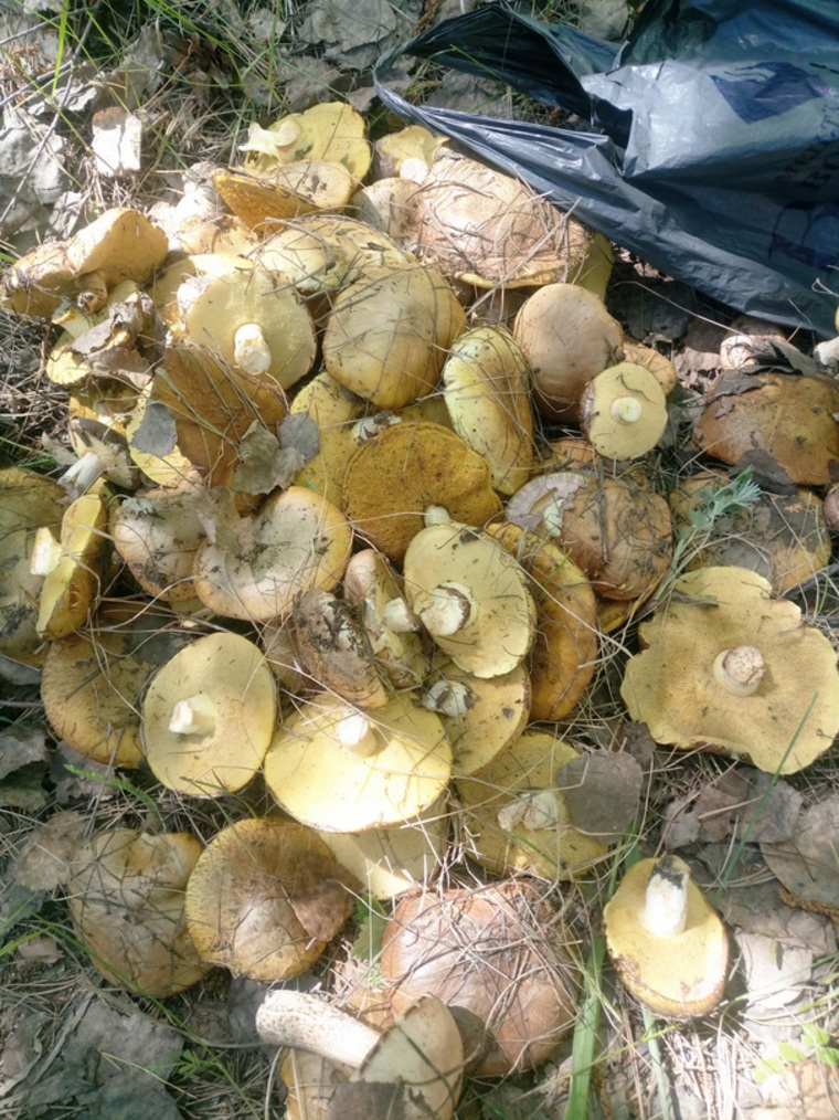 Женщина собрала два килограмма грибов в мае