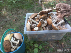 Гигантские грибы, Челябинская  область