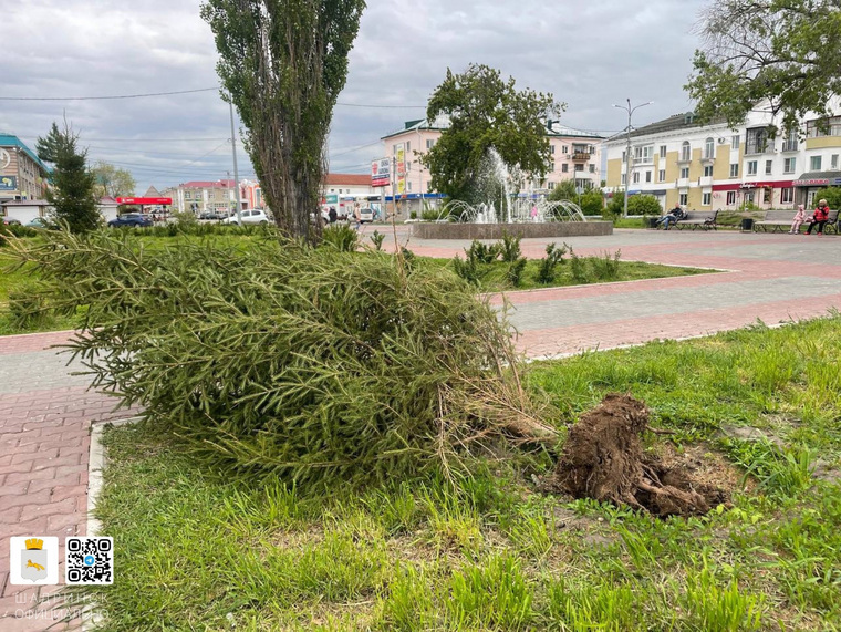 В городе Шадринске сильным ветром вырвало ель в центре городе