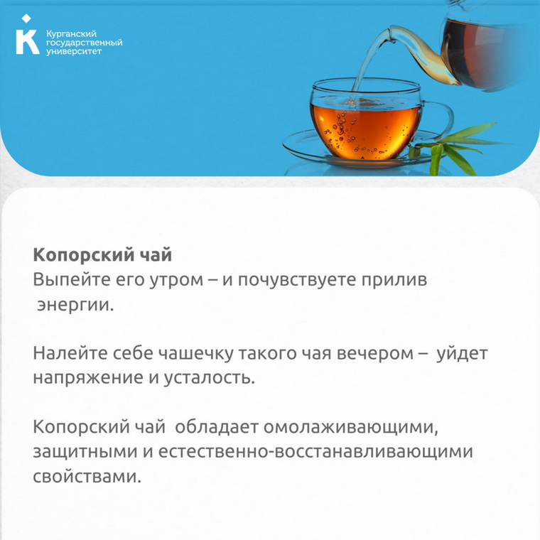 Копорский чай можно пить утром и вечером