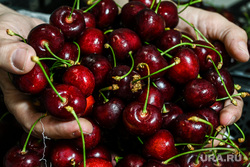 Таможенный контроль плодовоовощной продукции. Екатеринбург, фрукты, черешня