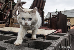 Клипарт. Челябинская область, кошка, бездомные животные