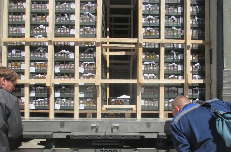 Всего в регион за неделю поступила 141 партия растительной продукции 
