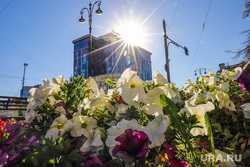 Городские зарисовки. Екатеринбург, бабье лето, солнце, цветы в городе, radius, клумбы цветов