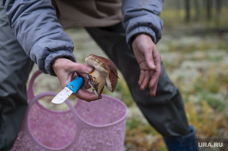 При походе за грибами надо с собой взять не только складной нож и корзину для грибов, но и заряженный телефон и минимальный набор для выживания
