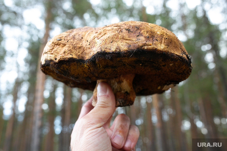 Главное правило грибника: "Не уверен — не бери". Важно различать съедобные и ядовитые виды