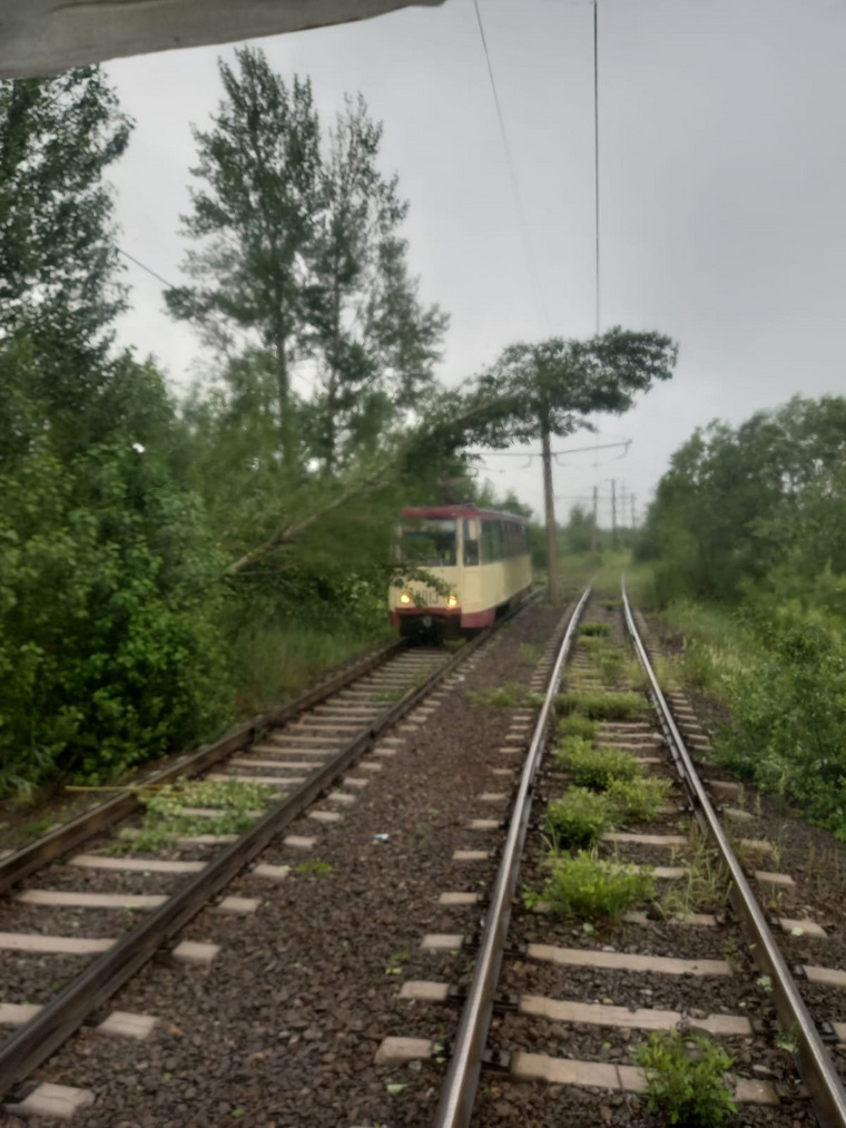 Дерево упало на провода