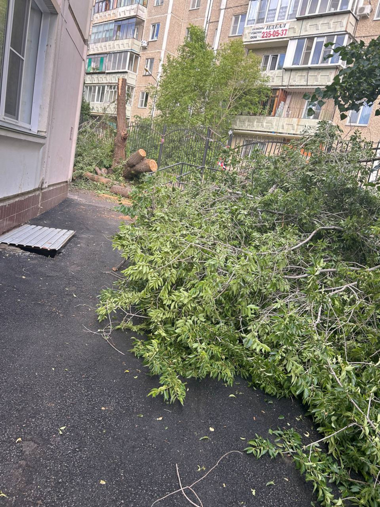 Рухнувшее дерево уже распилили