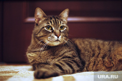 Хобби. Увлечения., кошка, кот, дворовый кот, киса, кошачья вечеринка