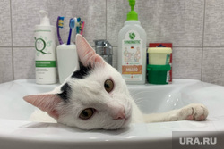 Котик. Челябинск, кошка, кот, раковина, ванная комната, домашнее животное