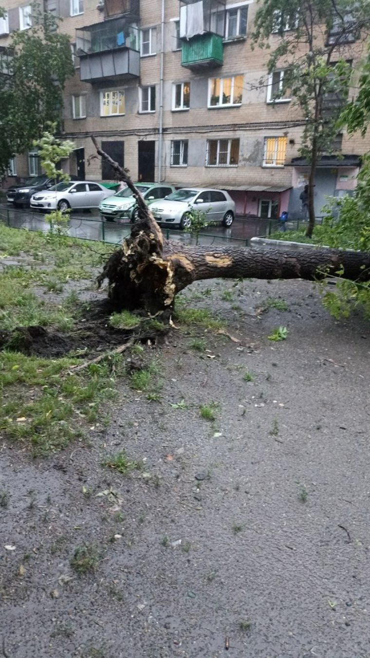 Ураганный ветер вырвал дерево с корнем в Челябинске