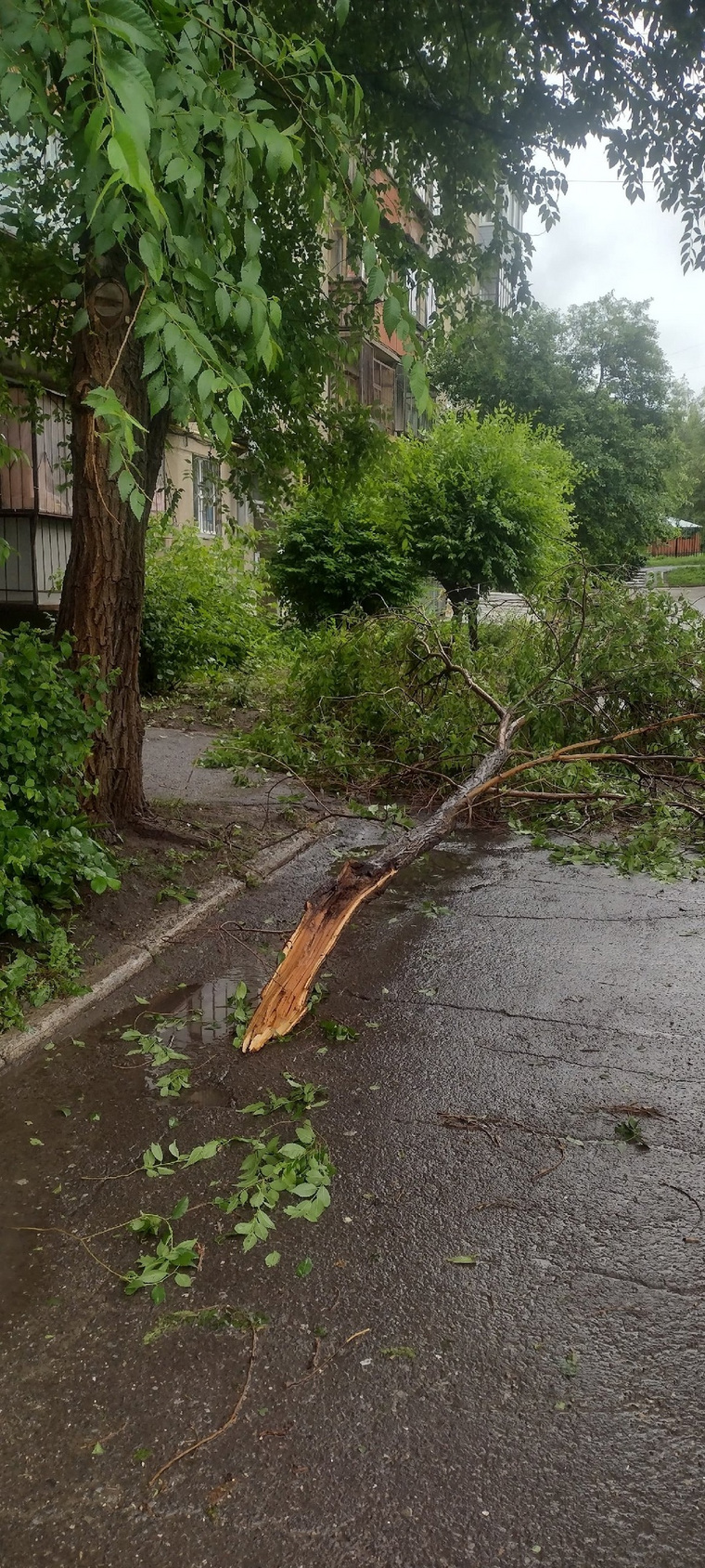 Дерево упало от ветра во дворе многоэтажного дома
