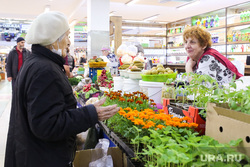 Центральный рынок. Тюмень, торговля, рассада, рынок, продажа, покупатель