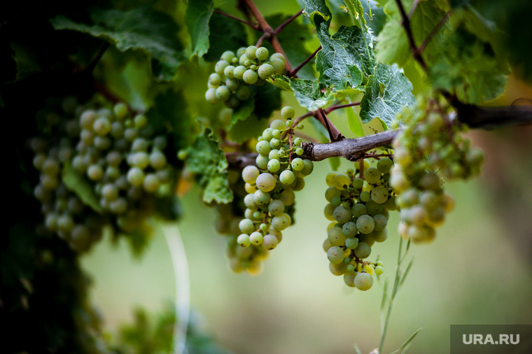Винодельческое хозяйство Павла Швеца UPPA Winery. Республика Крым, село Родное