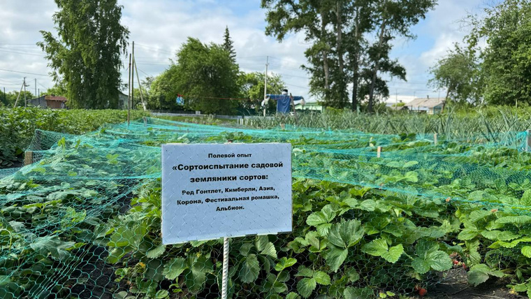 Одним из проектов агроклассников стала земляничная поляна