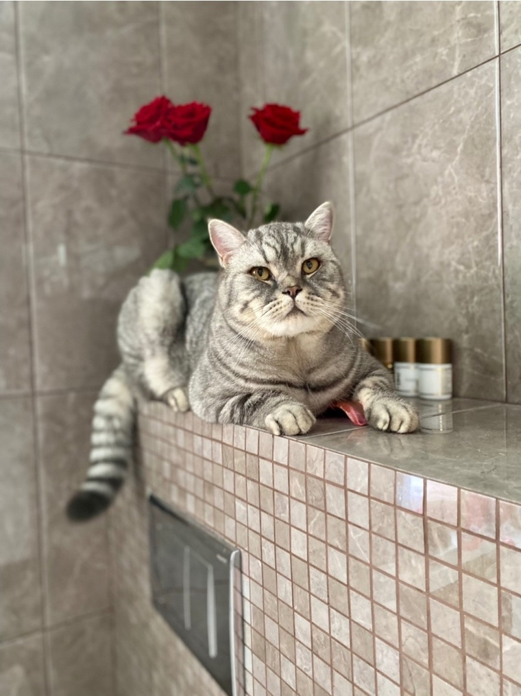 Кот очень ласковый