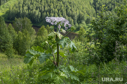 Ядовитые растения. Пермь